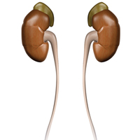 kidney_references